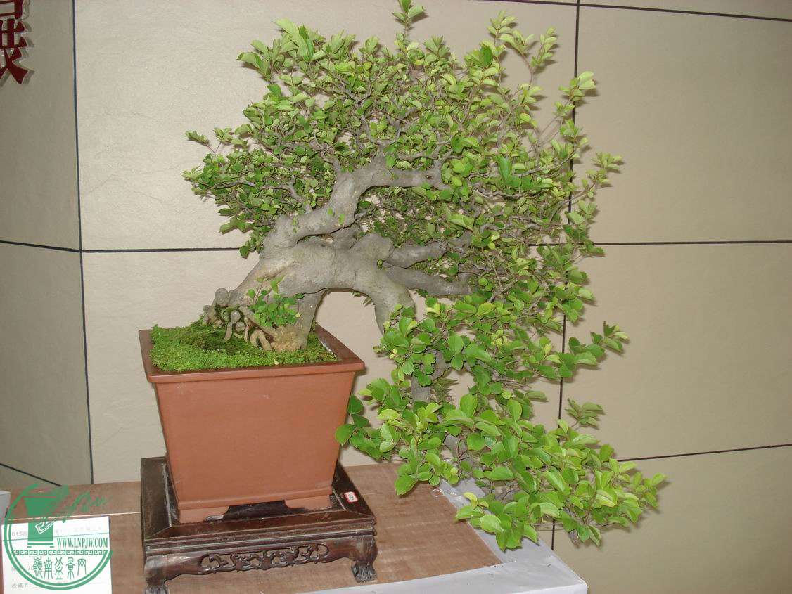 С DSC00412.JPG