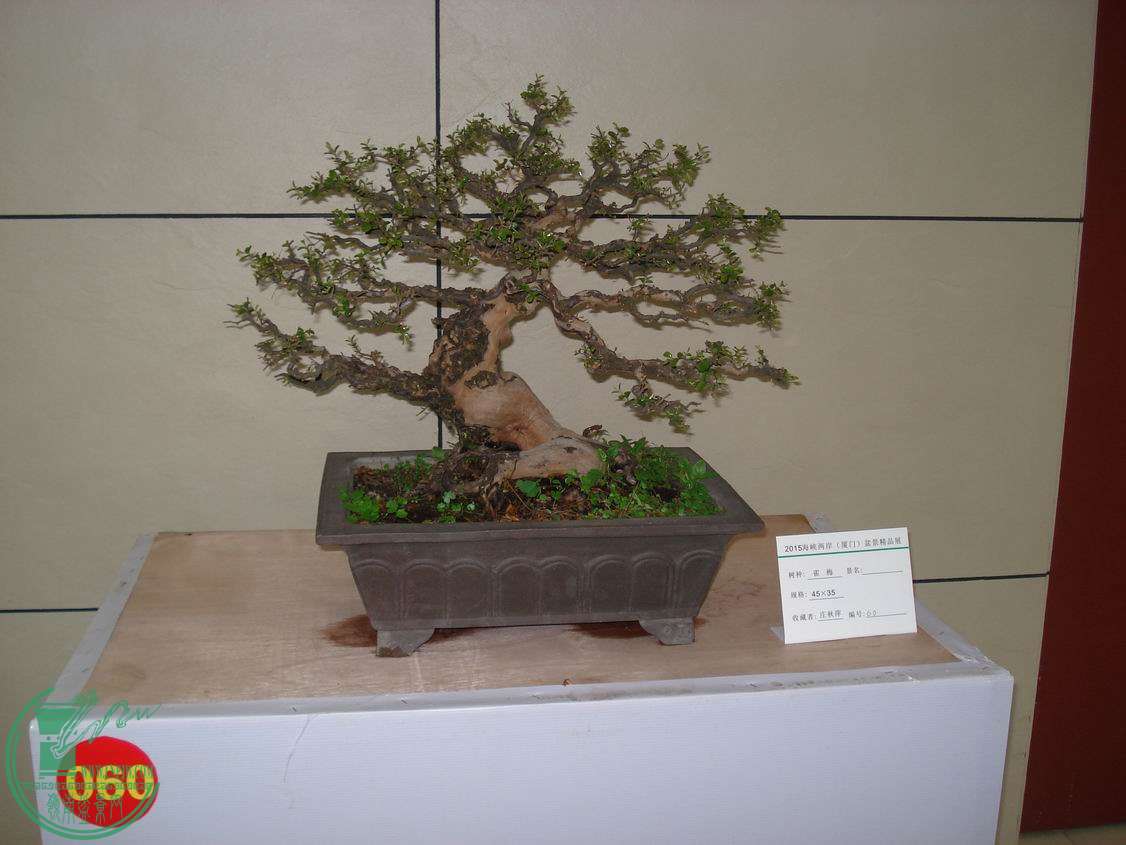 С DSC00414.JPG