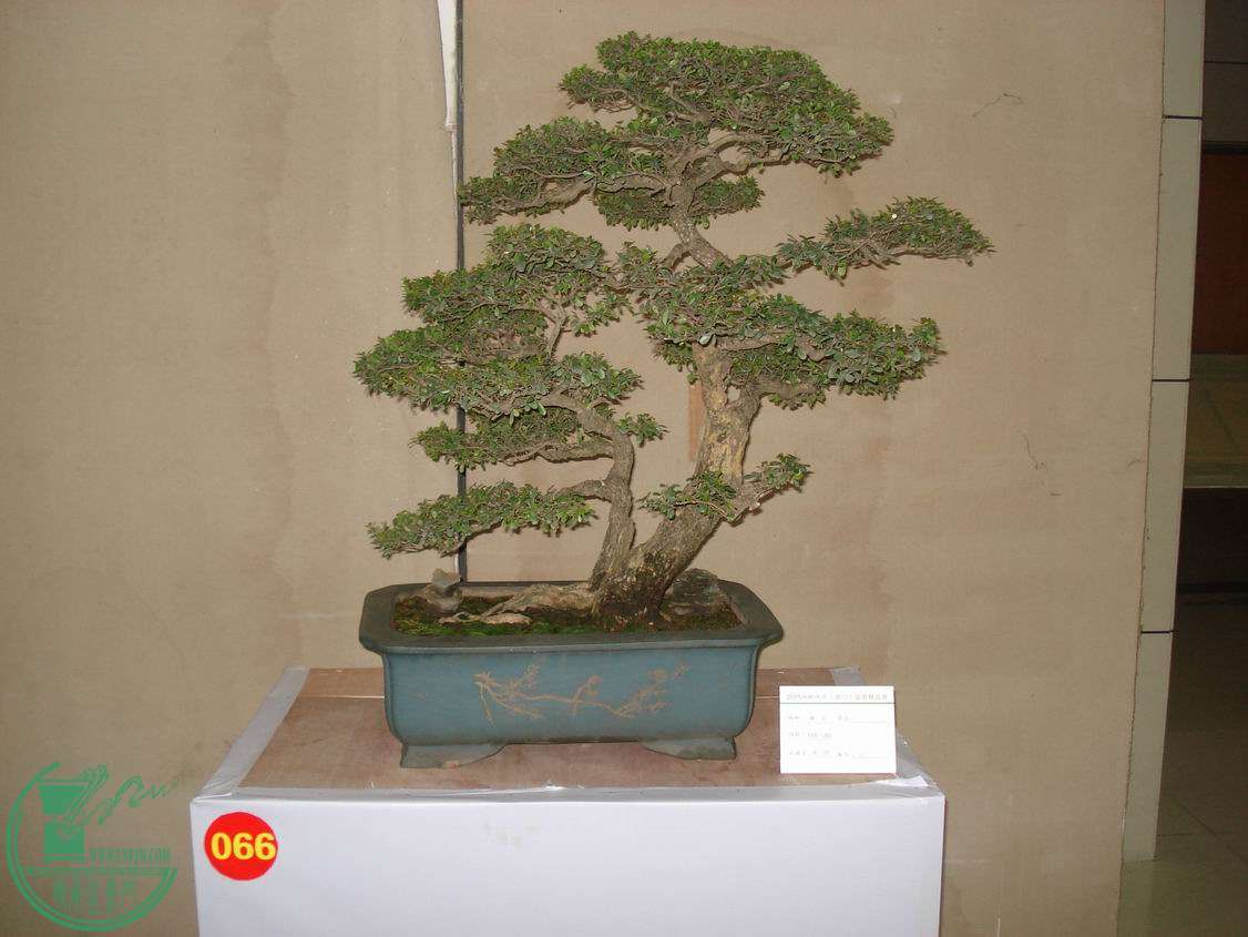С DSC00415.JPG