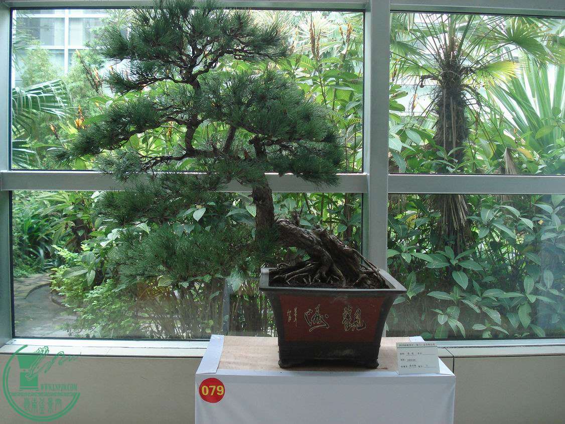 С DSC00416.JPG