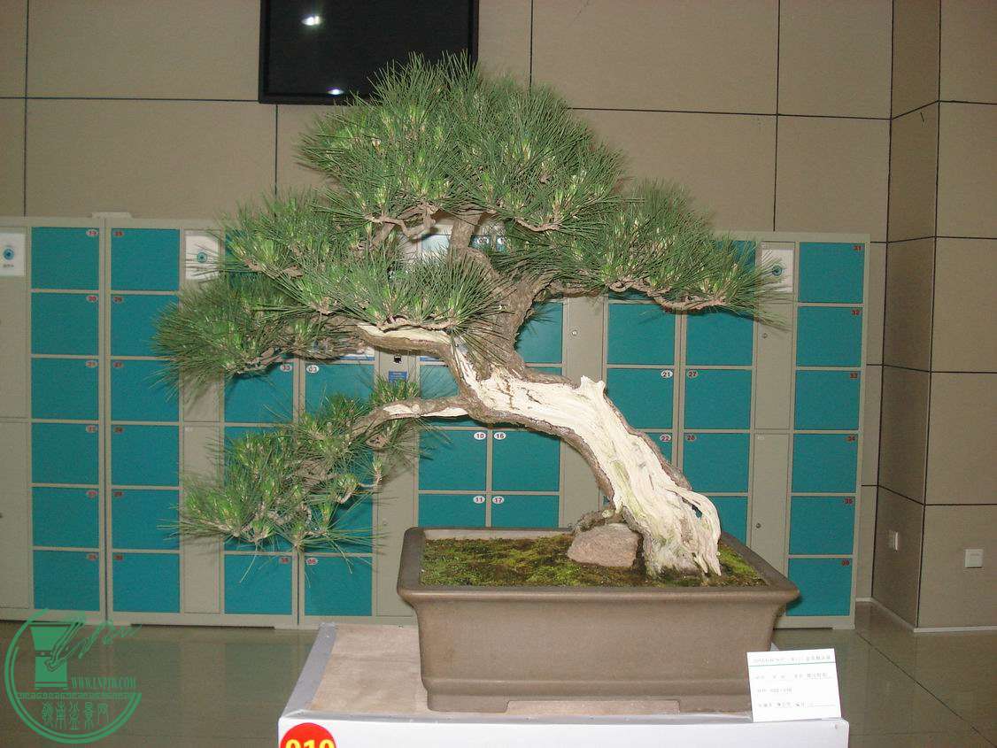 С DSC00421.JPG