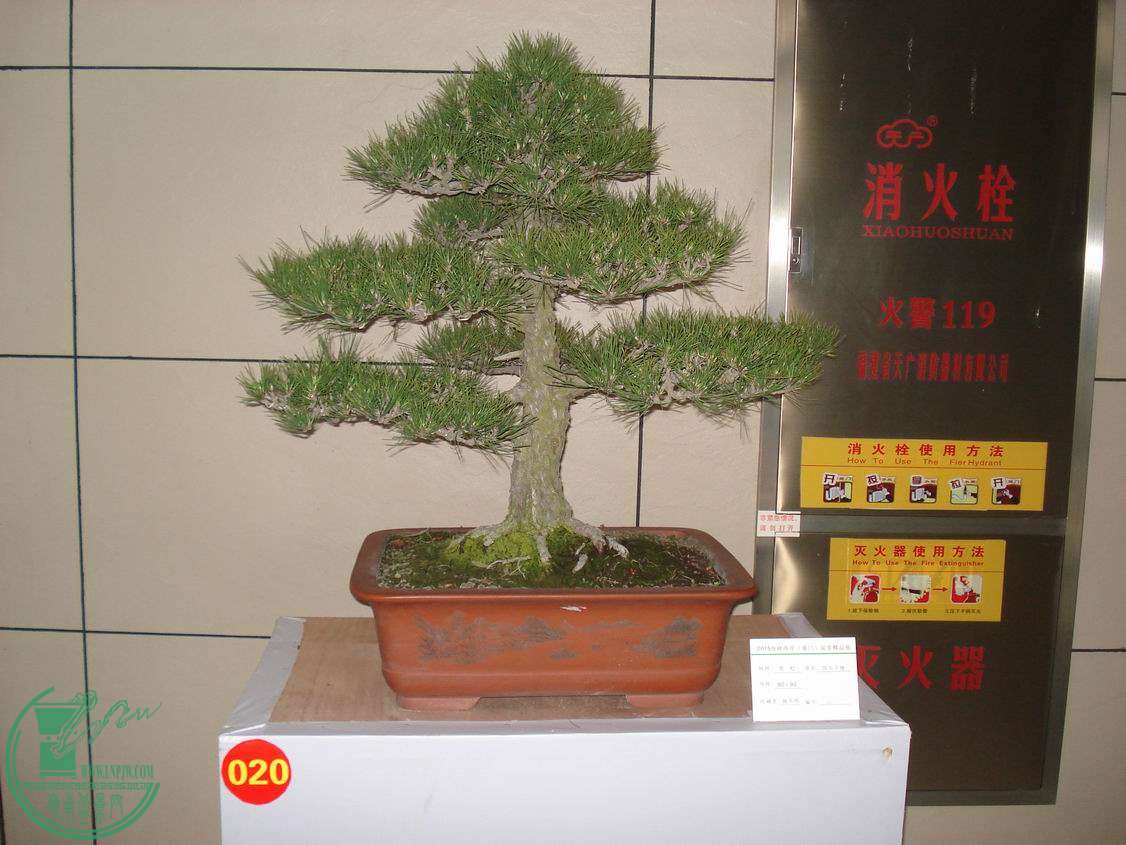 С DSC00423.JPG