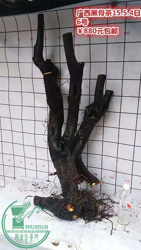 psb.webp (18).jpg