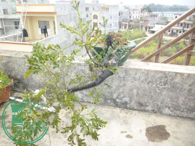 P1120737.JPG