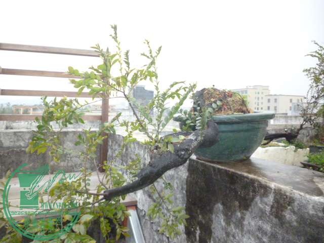 P1120744.JPG