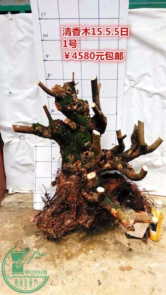 psb (9).jpg