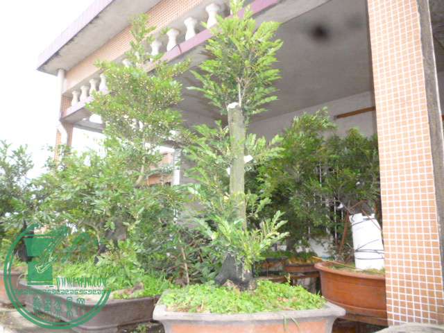 P1130734.JPG