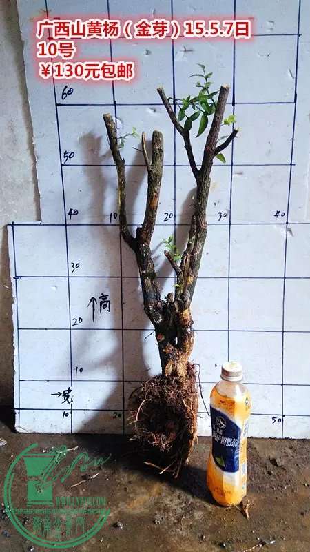 psb (21).jpg
