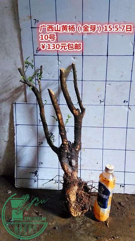 psb (22).jpg