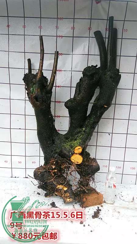 psb (9).jpg