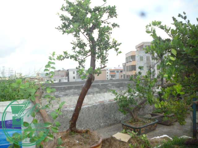 P1130774.JPG