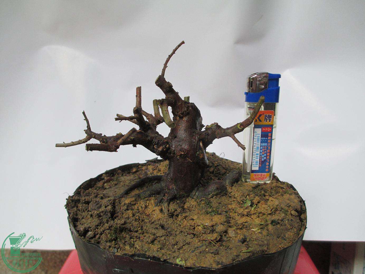Ƭ 1320.jpg