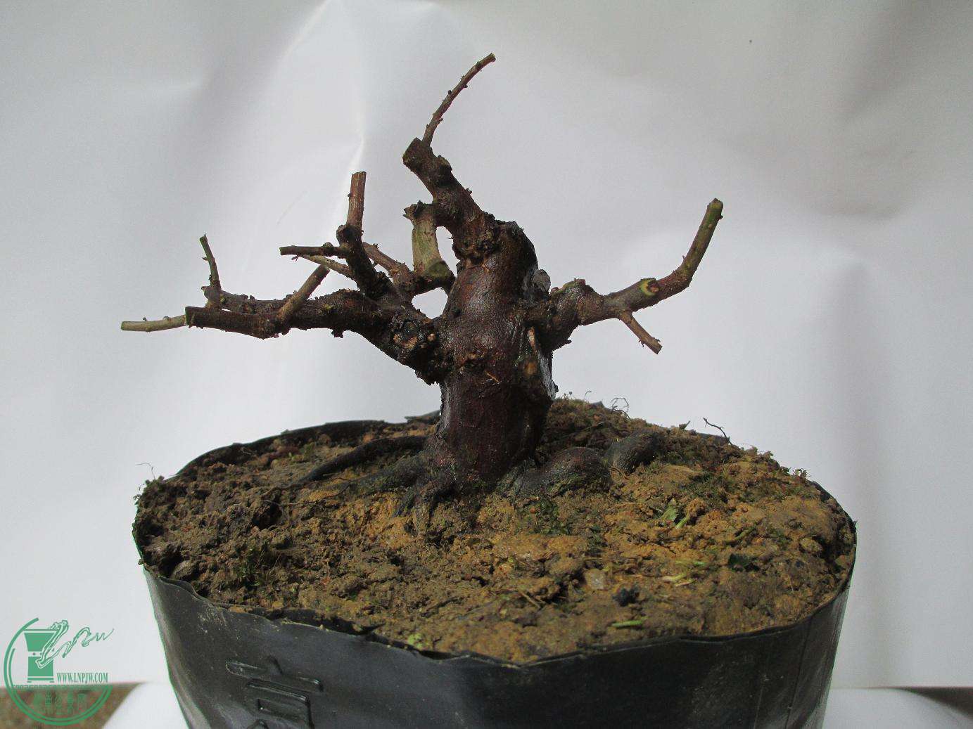 Ƭ 1323.jpg