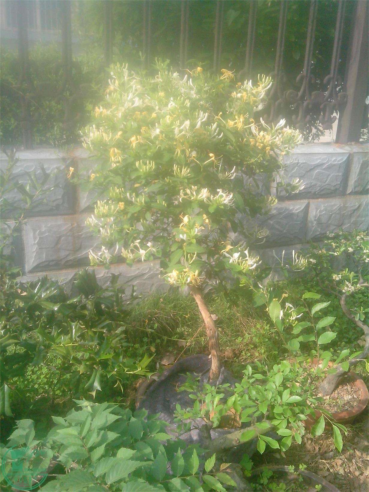 IMG20150508001.jpg