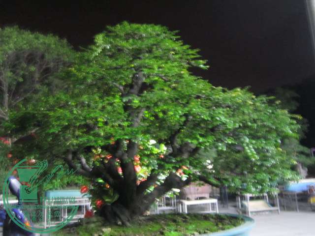 IMG_9049.JPG