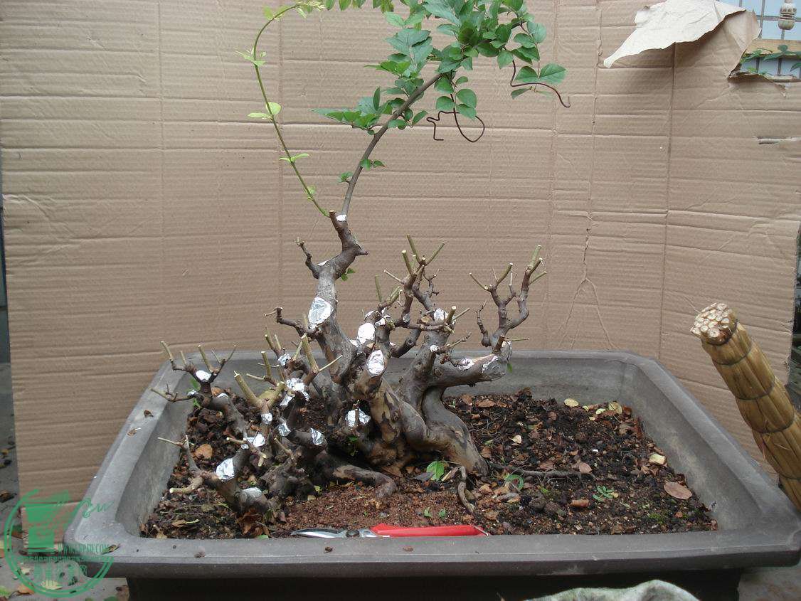 DSC00437.JPG