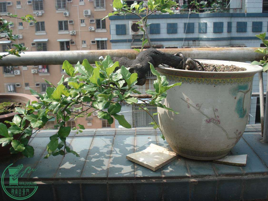 С DSC00442.JPG