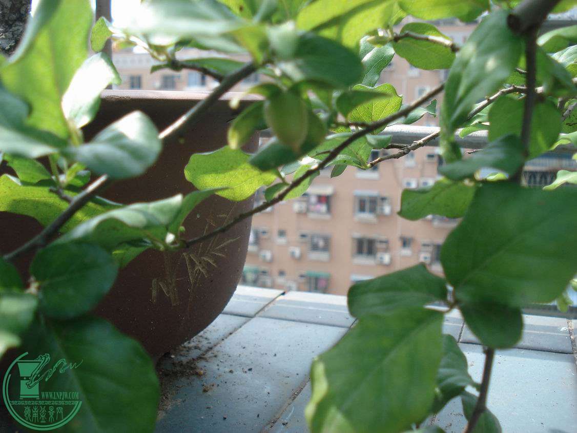 С DSC00443.JPG