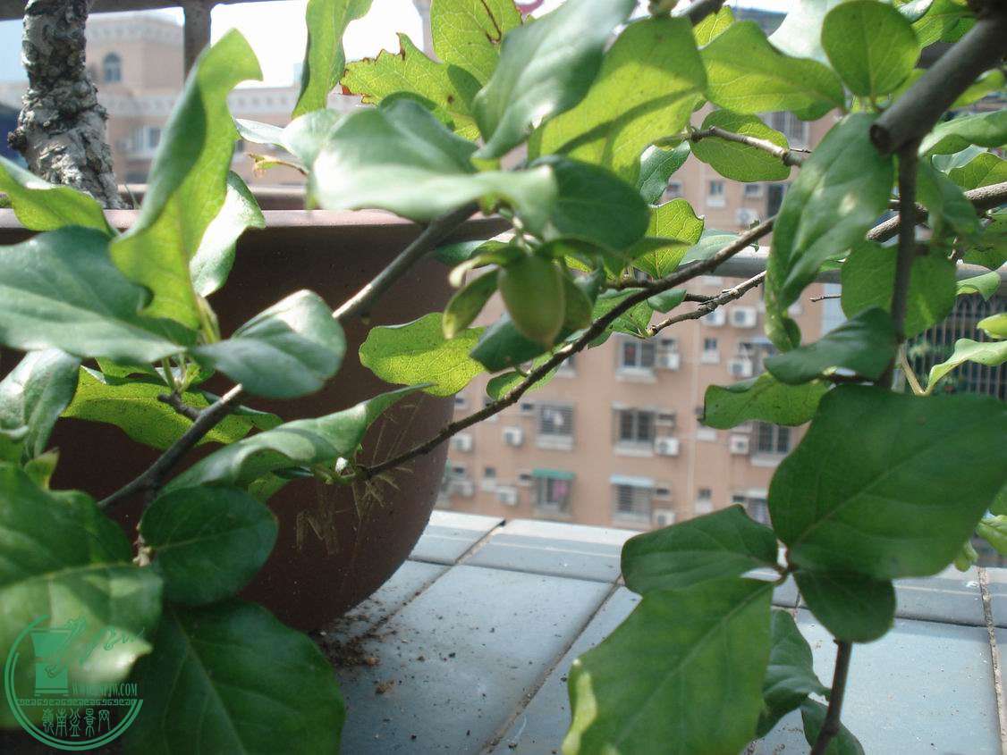 С DSC00444.JPG