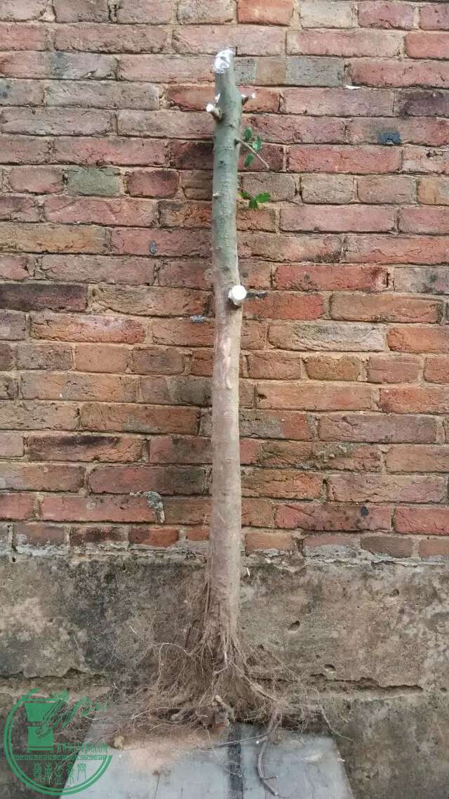 ţ2..jpg