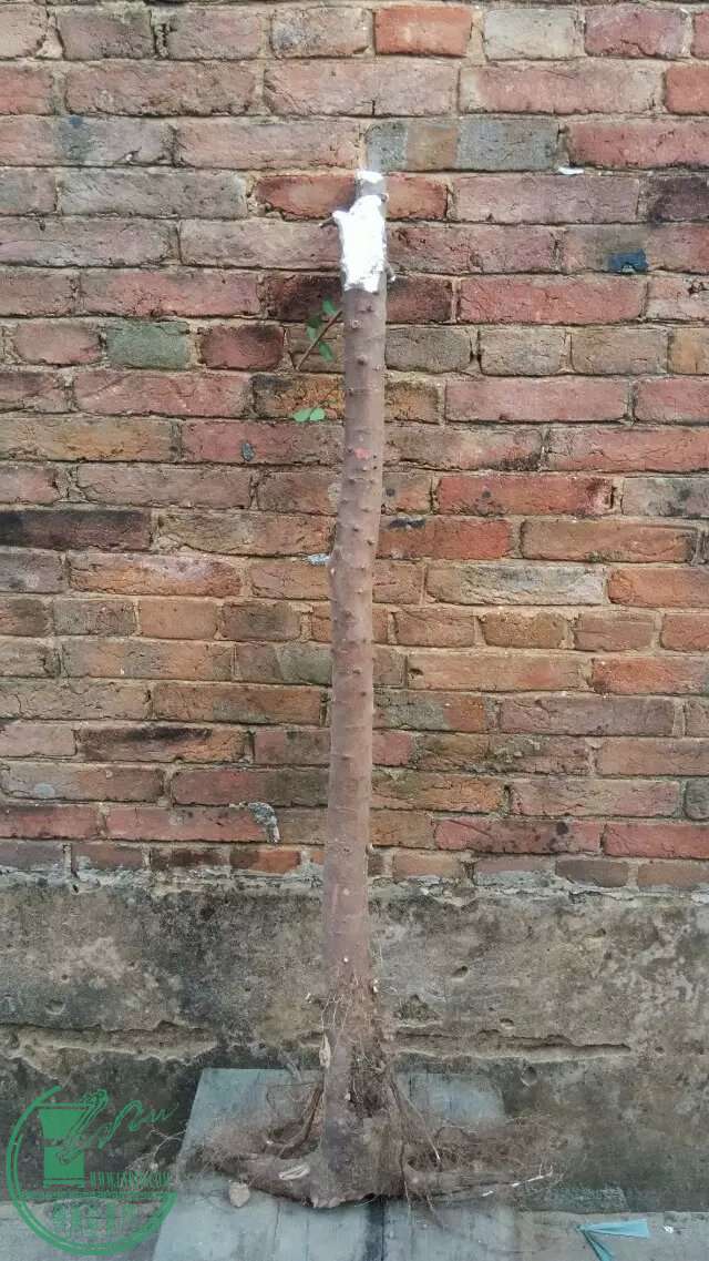 ţ2.jpg
