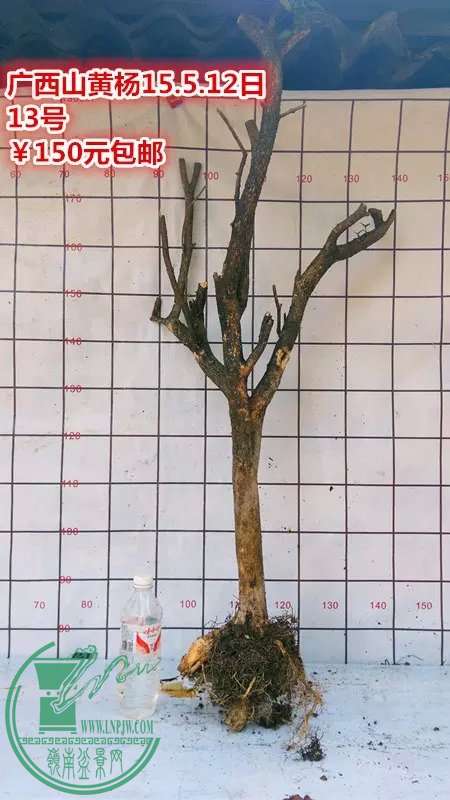 psb (25).jpg