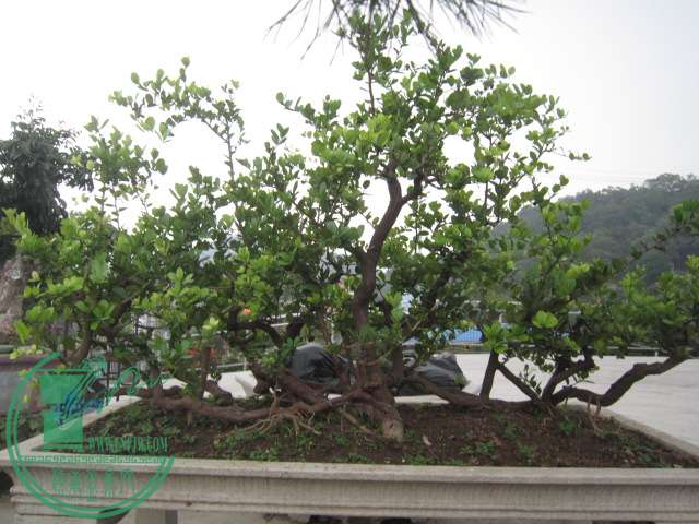IMG_8716.JPG