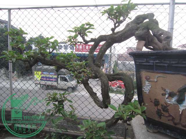 IMG_8715.JPG