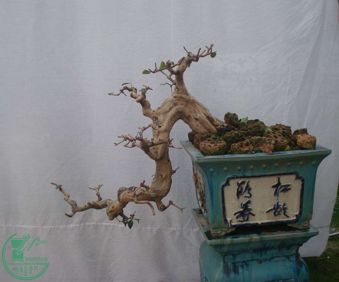 DSC00802.JPG