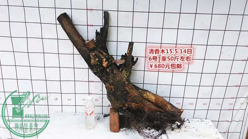 psb (17).jpg