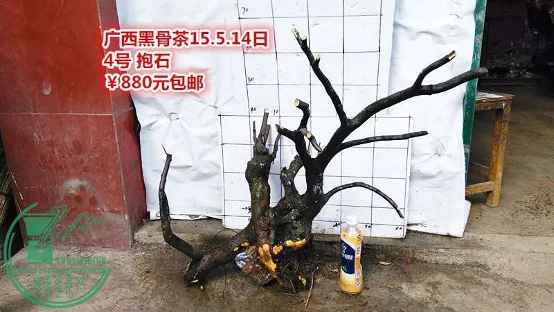 psb (20).jpg