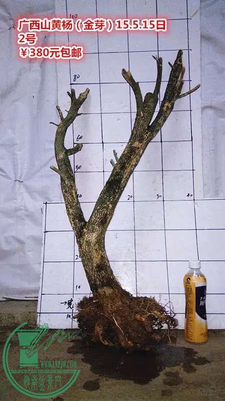psb (9).jpg