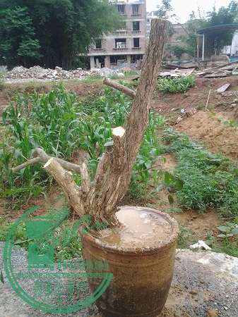20150515_110041.jpg