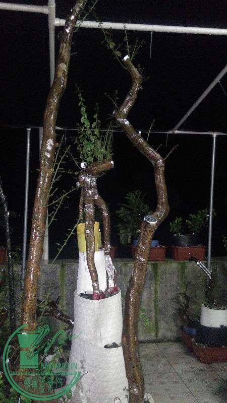 IMG20150513204621.jpg