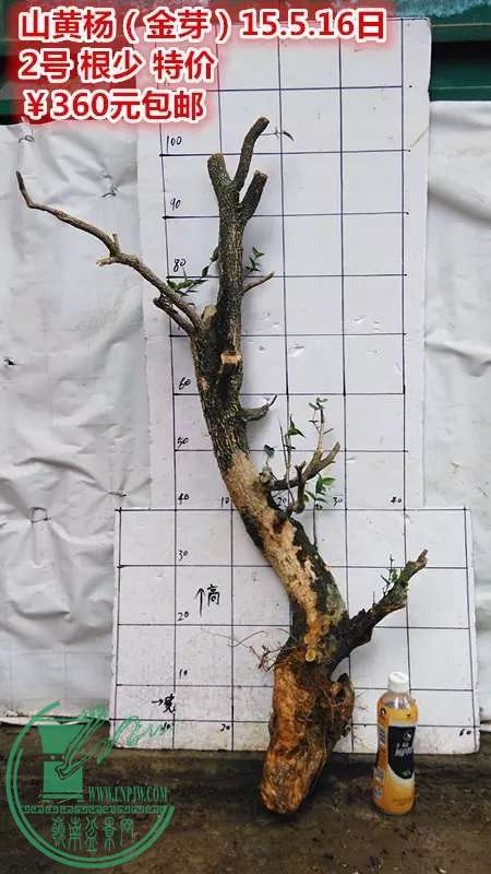 psb (8).jpg