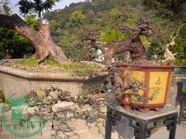 DSCN7719.JPG