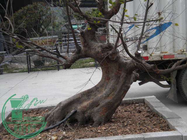 DSCN7739.JPG