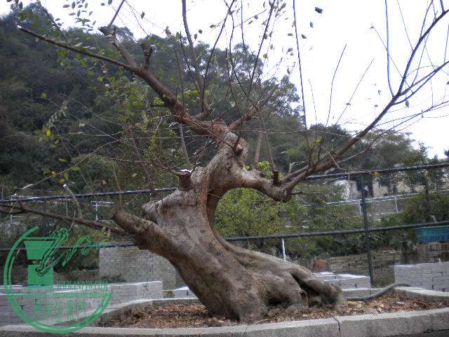 DSCN7738.JPG