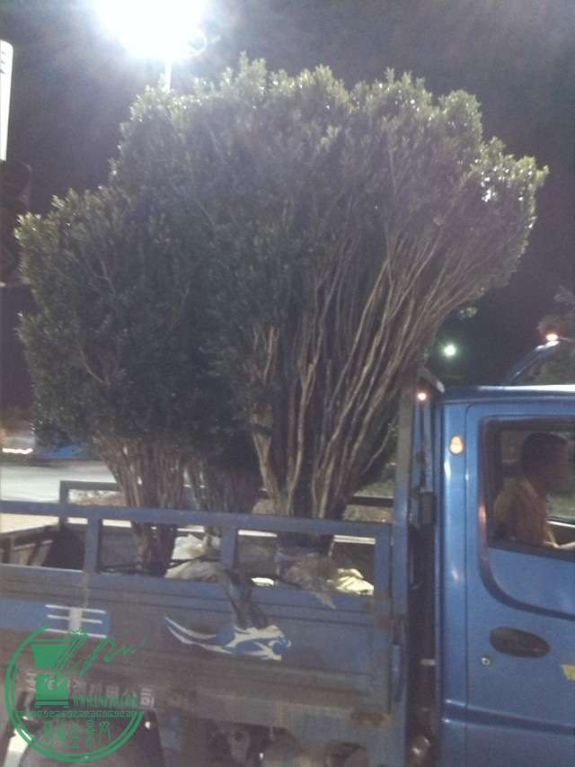 image.jpg