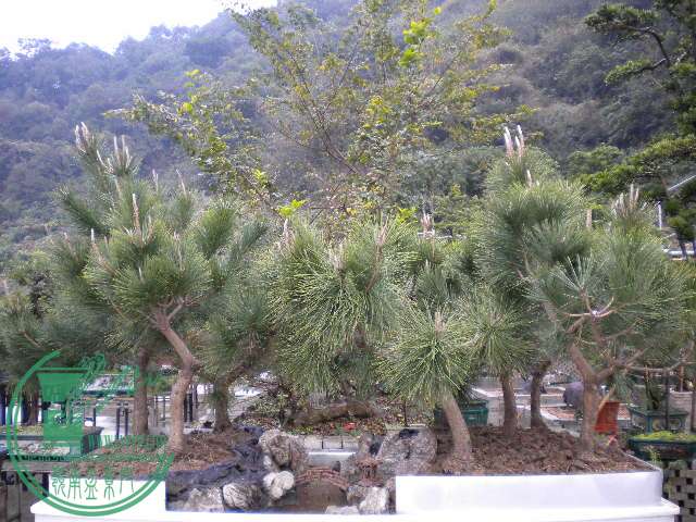 DSCN7730.JPG