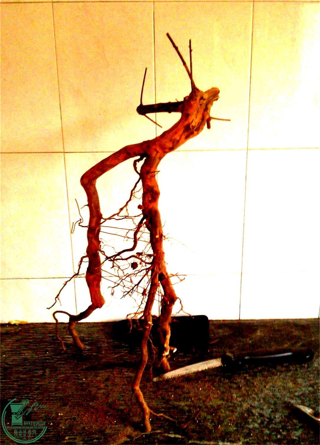 ȸ÷׮32IMG_20150105_135533_2345ͼ_ͼ.jpg