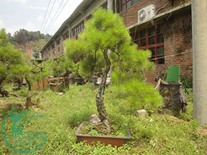 DSC03155.jpg