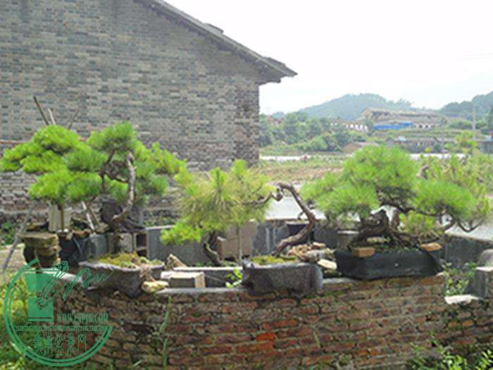 DSC03175.jpg