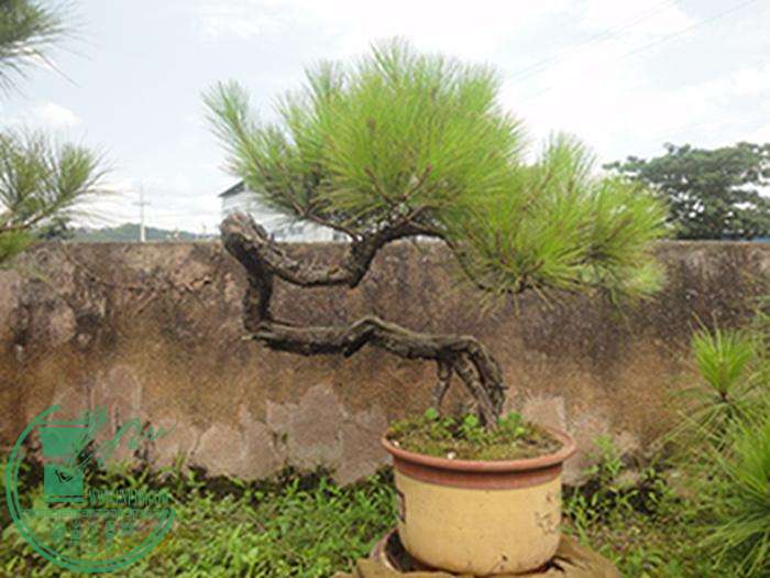 DSC03180.jpg