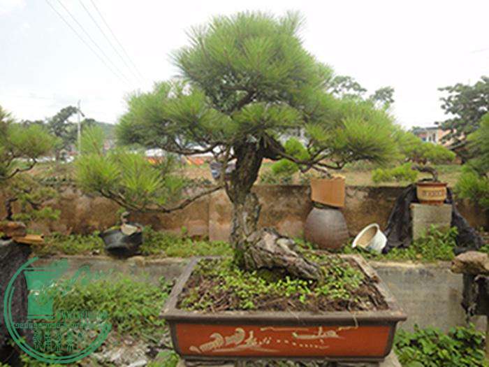 DSC03185.jpg