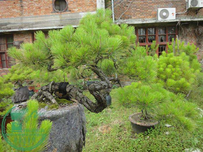 DSC03197.jpg