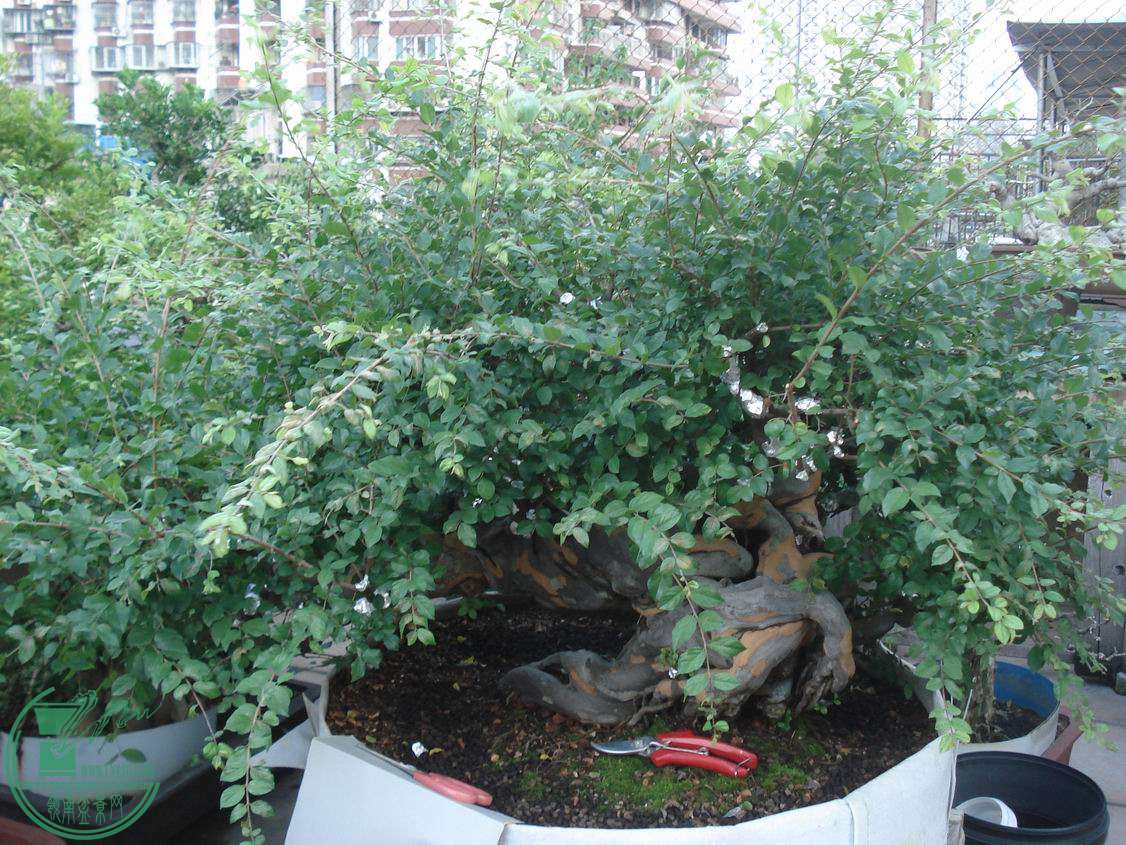 С DSC00009.JPG