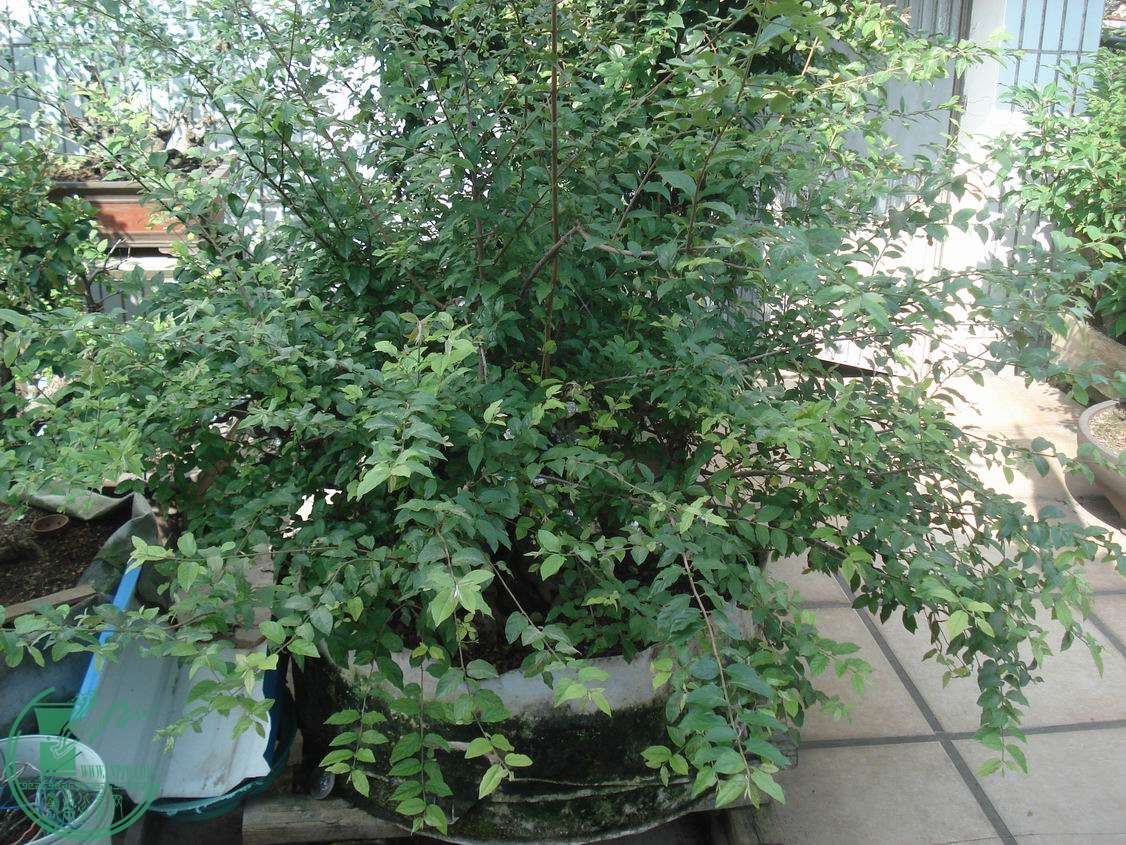 С DSC00011.JPG