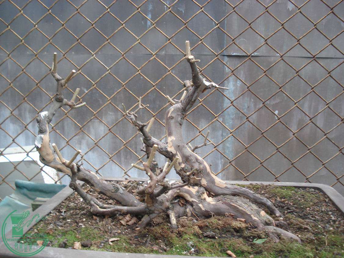С DSC00016.JPG