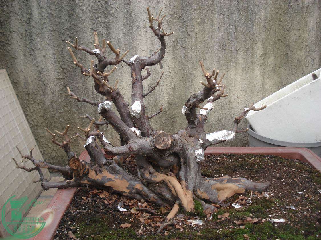 С DSC00017.JPG